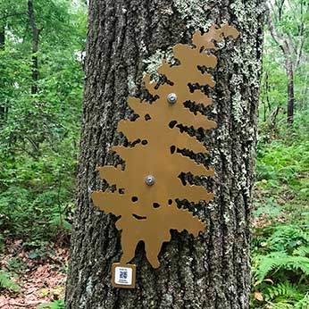 Hay-Scented Fern 2