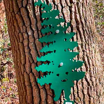 Hay-Scented Fern