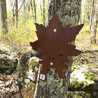 Red Maple Leaf