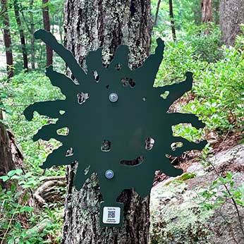 Sweetgum Seed Pod